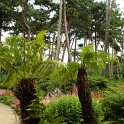 Dicksonia antarctica